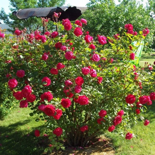 Канадская роза катберт грант фото и описание